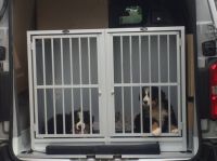Caisse de transport pour chien AUTOS-BOX 2 portes dans un utilitaire